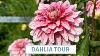 Visite Complète Du Jardin De Dahlias Avec étiquettes De Noms Cottoverdi